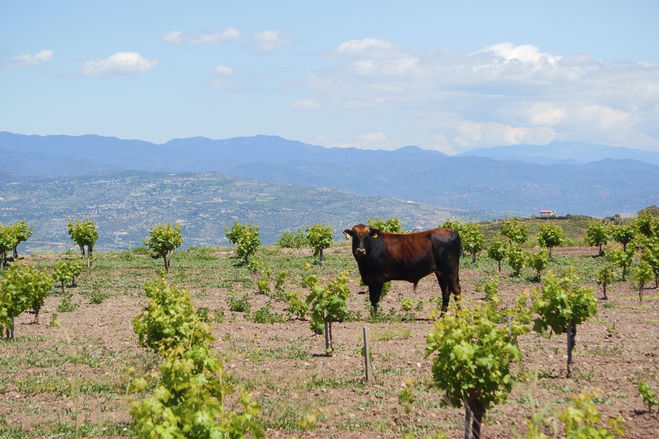 A bull stands amidst grapevines in a scenic vineyard in Cyprus with mountain views.